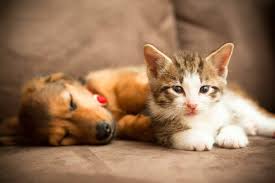 Pets & Animais